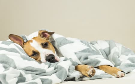 Signs of Bone Cancer in Dogs