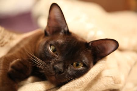 Cat Lying in Blanket