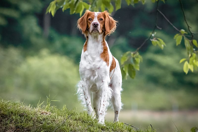 Reactions to vaccines, Providence Animal Hospital, Waxhaw Vets