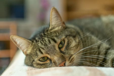 Common Cat Illnesses, Providence Animal Hospital, Waxhaw Vets