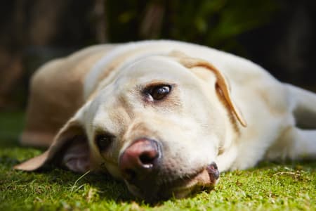 Anaplasmosis in dogs, Providence Animal Hospital, Waxhaw Vets