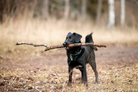 TPLO Surgery in Dogs, Providence Animal Hospital, Waxhaw Vets