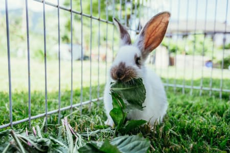 Are rabbits rodents? | Providence South Animal Hospital | Waxhaw  Veterinarian