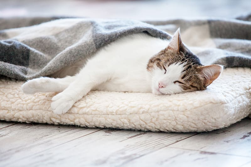 Orthopedic cat beds can help your kitty rest comfortably, Providence Animal Hospital, Waxhaw Vets