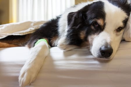 ACL injuries in dogs, Providence Animal Hospital, Waxhaw Vets