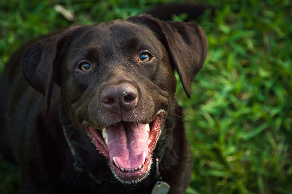 Is eating grass safe for dogs