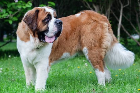 are dogs prone to hip dysplasia