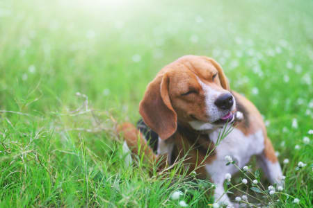 Skin allergies in dogs, Providence Animal Hospital, Waxhaw Vets