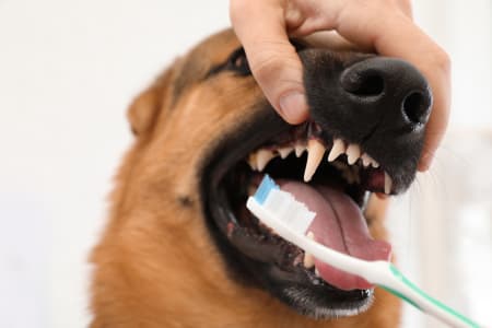 Professional teeth cleaning for dogs, Providence Animal Hospital, Waxhaw Vets