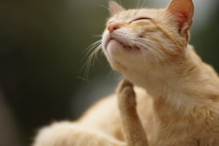 Ear infection in cats, Providence Animal Hospital, Waxhaw Vets