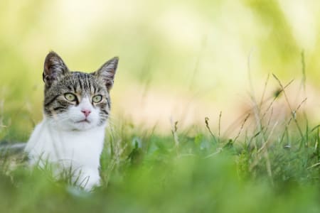 Fungal infections in cats, Providence Animal Hospital, Waxhaw Vets
