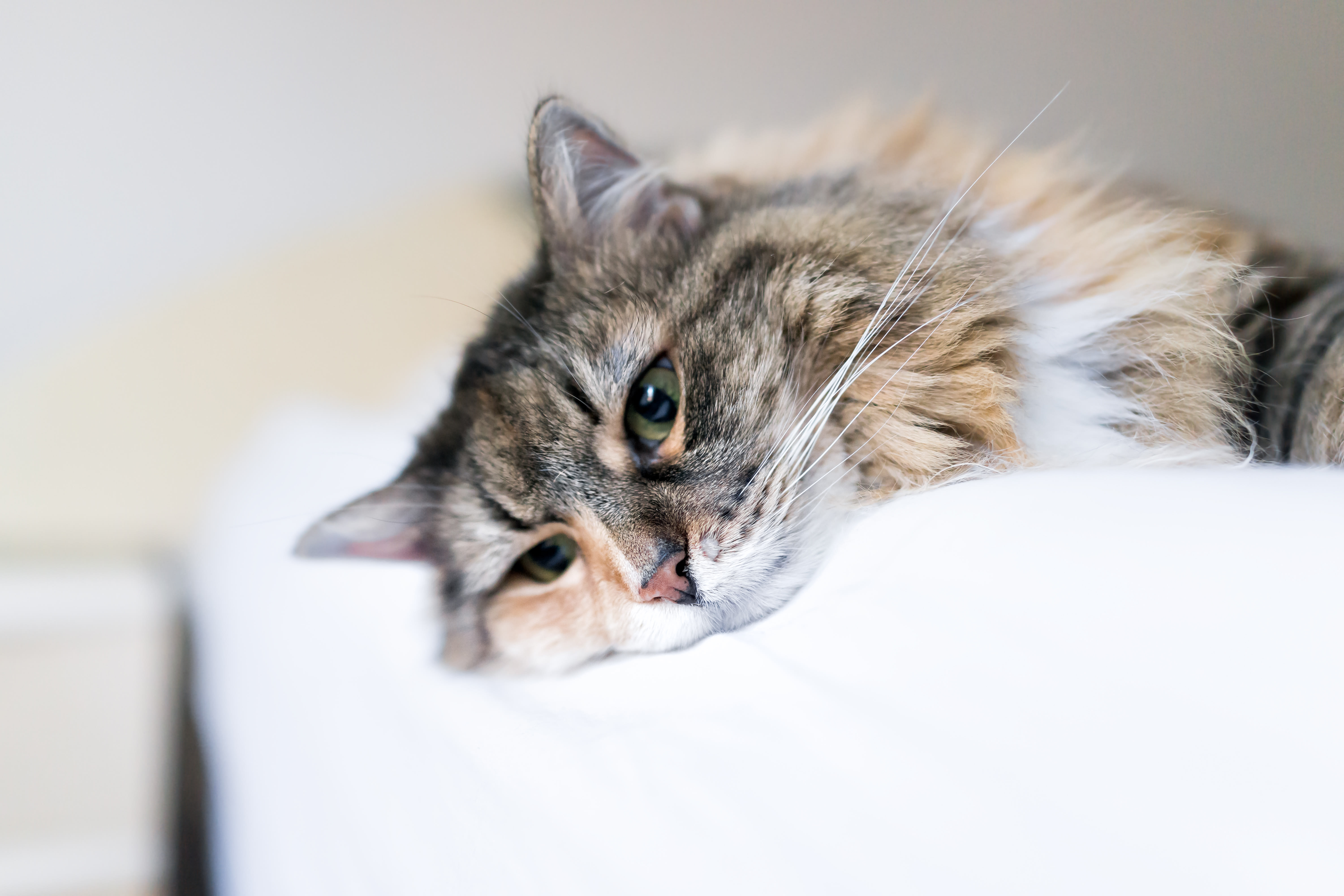 Hypothyroidism in Cats, Providence Animal Hospital, Waxhaw Vets