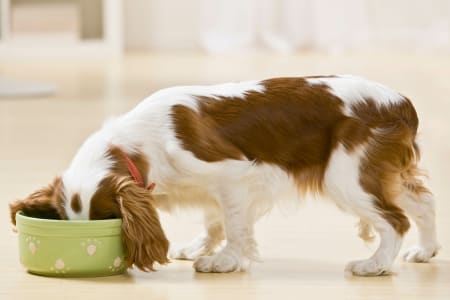 Hypothyroidism Diet for Dogs, Providence Animal Hospital, Waxhaw Vets