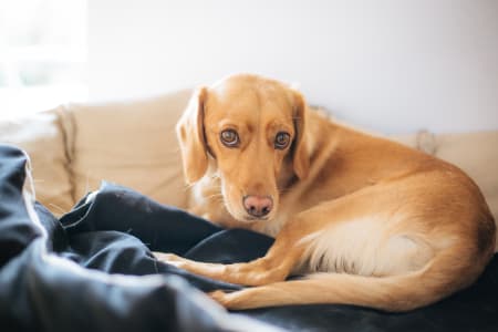 Intervertebral disc disease in dogs, Providence Animal Hospital, Waxhaw Vets