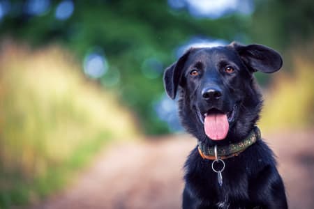 how soon do dogs show symptoms of lyme disease