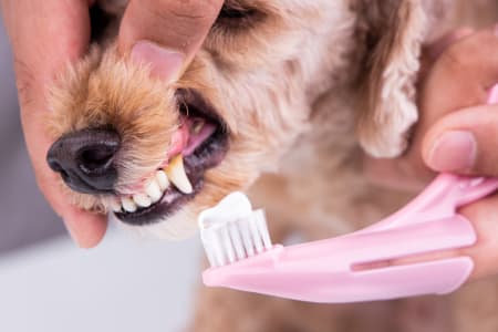 Periodontitis dog treatment hotsell