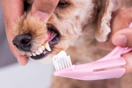 Periodontal disease in dogs, Providence Animal Hospital, Waxhaw Vets