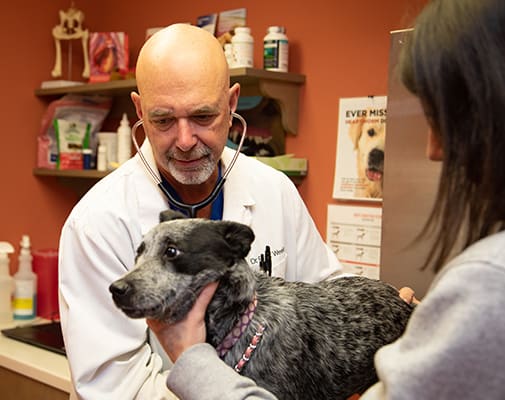 Veterinary Exams for Cats & Dogs | Providence South Animal Hospital | Waxhaw Veterinarian