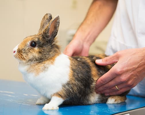 Exotic Mammals Care in Waxhaw, NC | Rabbits, Guinea Pigs, and Hamsters Vet