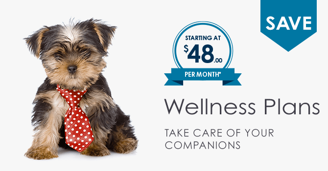 Wellness Plans | Providence South Animal Hospital | Waxhaw Veterinarian