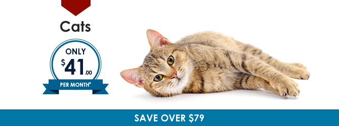 Cats | Providence South Animal Hospital | Waxhaw Veterinarian