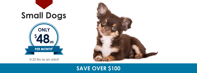 Small Dogs | Providence South Animal Hospital | Waxhaw Veterinarian