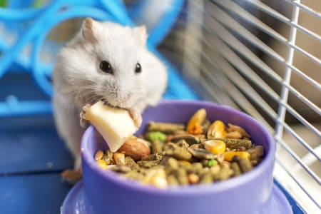 Exotic Pets: What You Should Know Before Purchasing | Providence South Animal  Hospital | Waxhaw Veterinarian