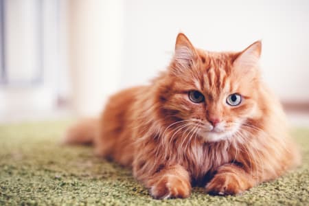 Treating Cat Diabetes, Providence Animal Hospital, Waxhaw Vets